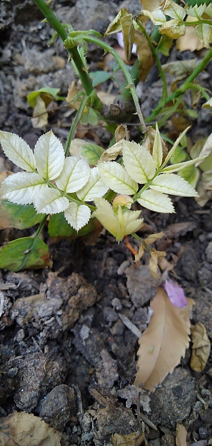 leaves