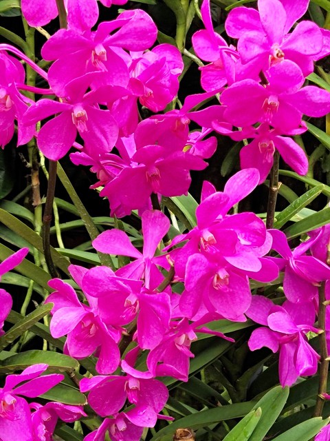 plant, magenta वॉलपेपर