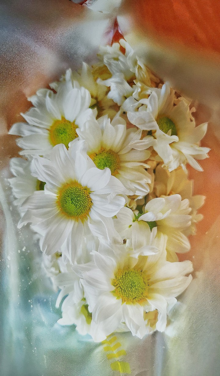 daisy sunday