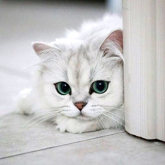 котик