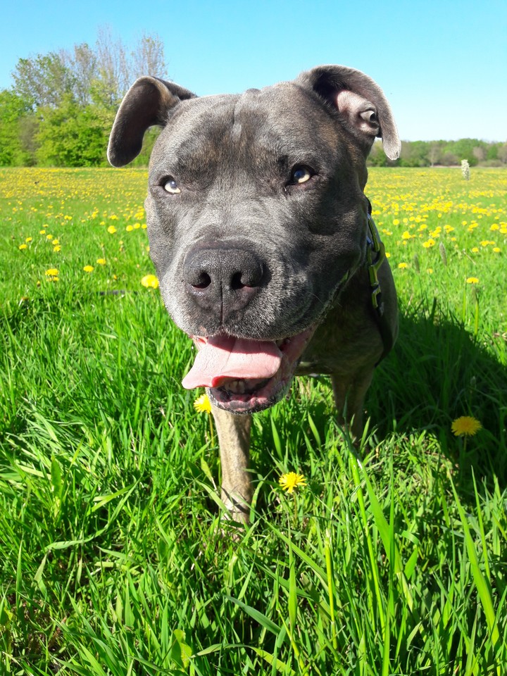 Dog Dogo Canario