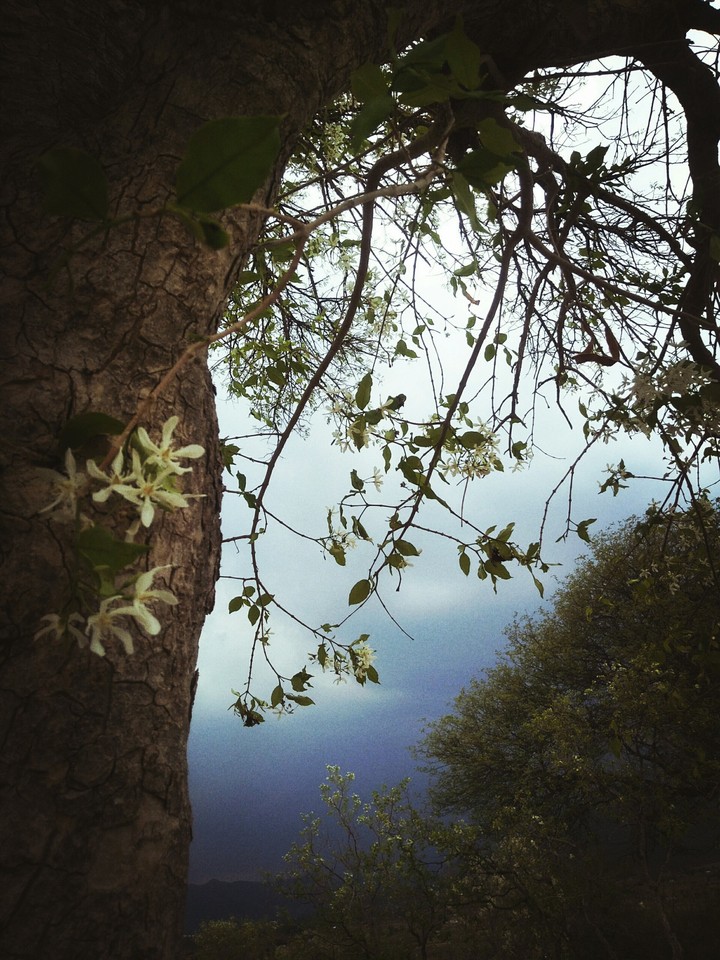 Tree On Sky..