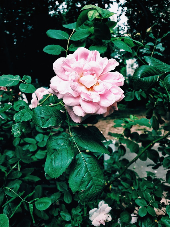 Pink rose