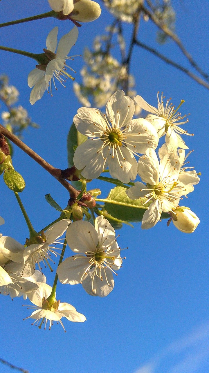 Blossom