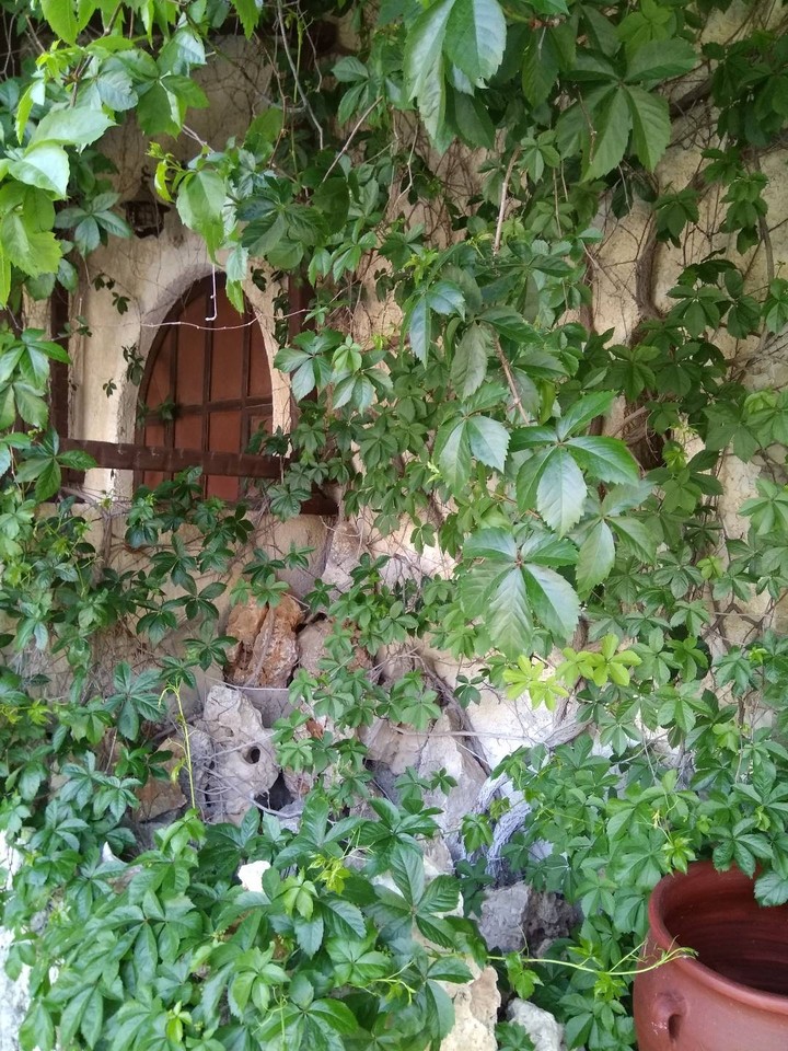 leafy window