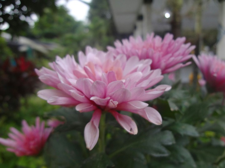 rose