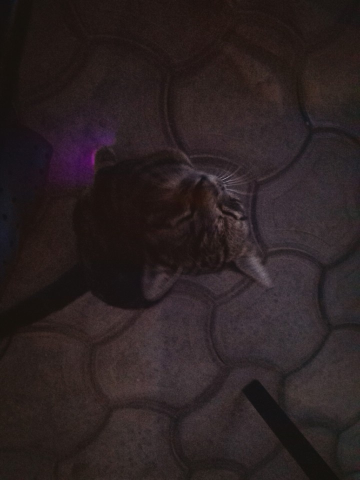 meow:3