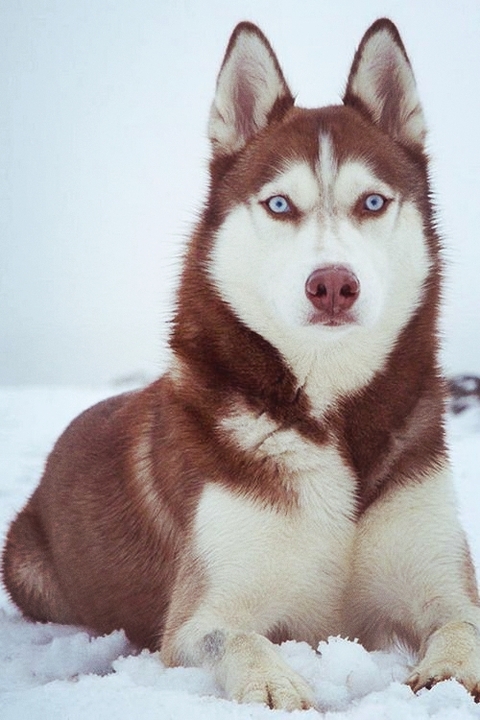 mammal, canidae Hintergrundbilder