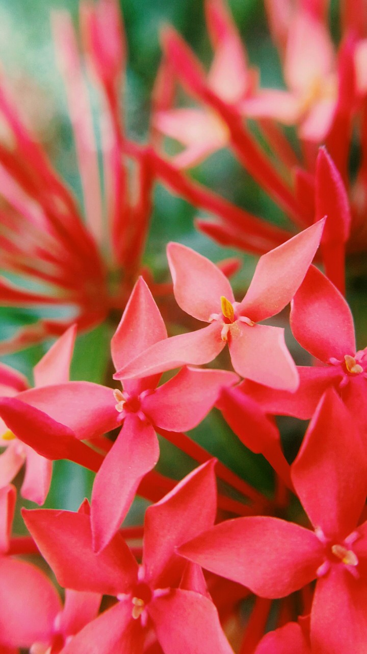 Santan flower