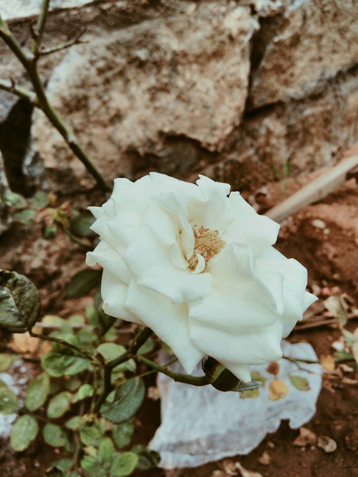 white rose