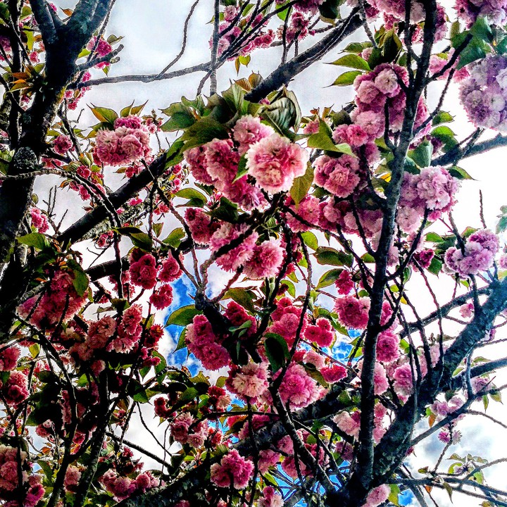 primavera, udaberria. País Vasco ??????