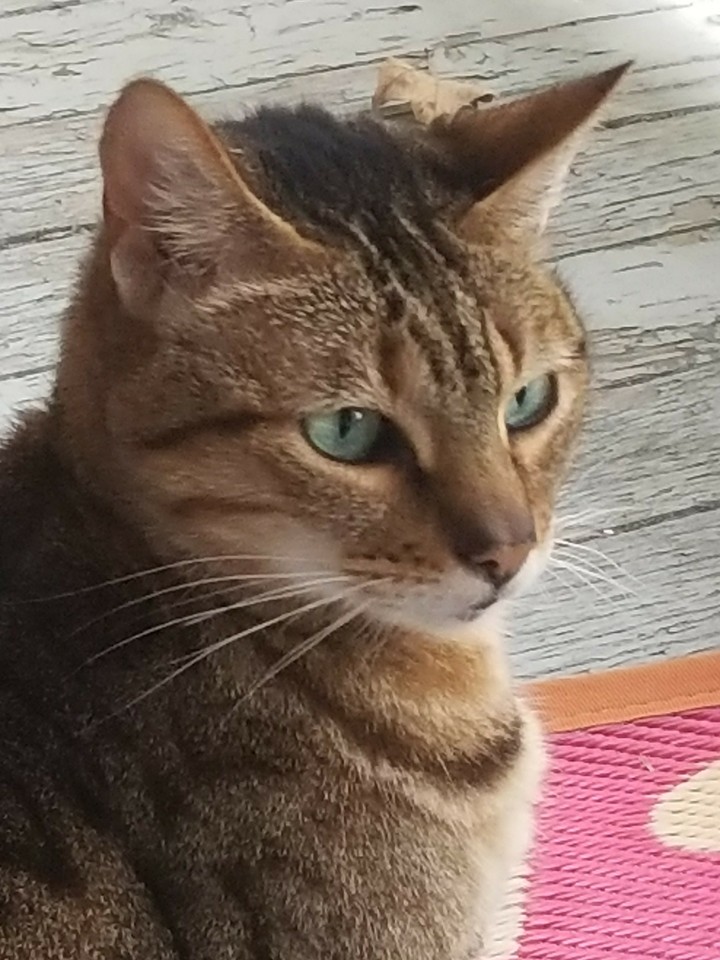 Cleo