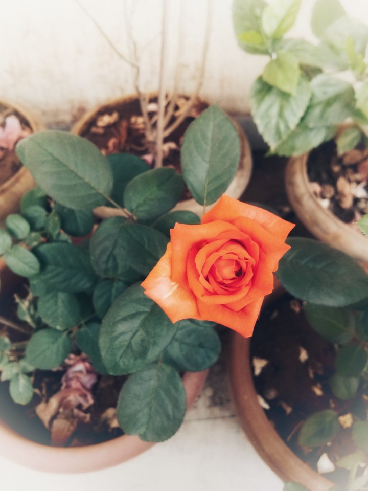 rose