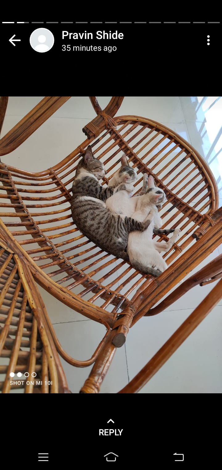 cat