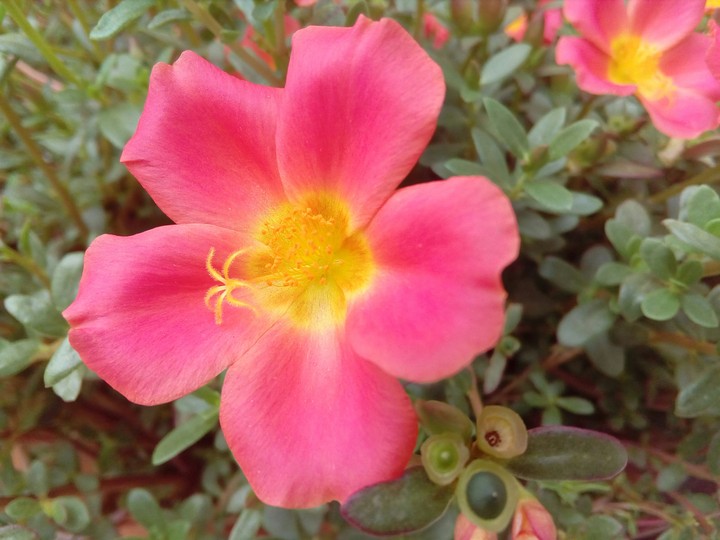 flower
