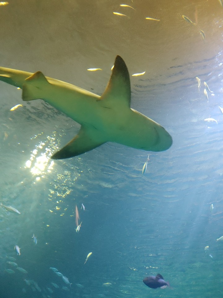 flying shark