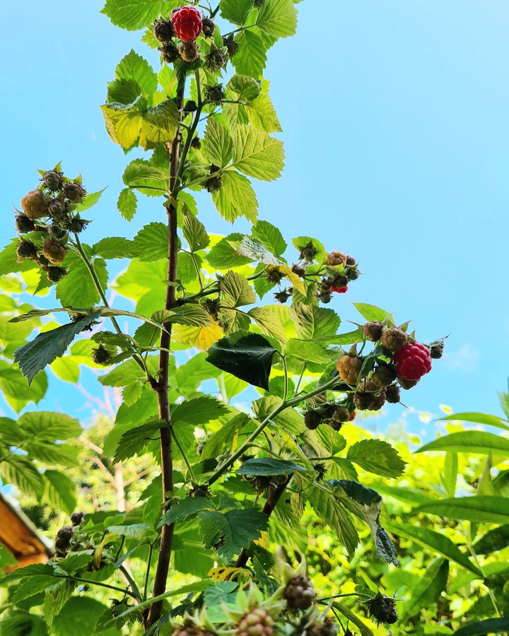rasberries