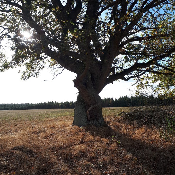hugging trees