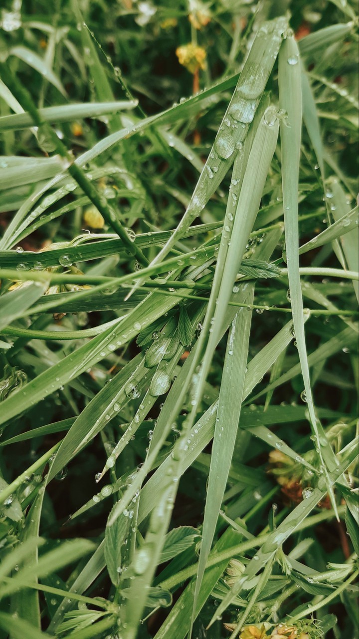 Grass