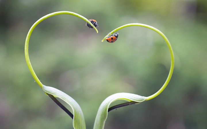 ladybugs