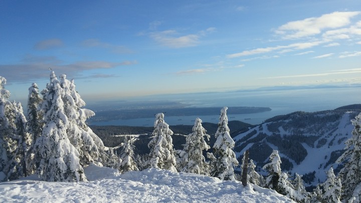 Cypress top