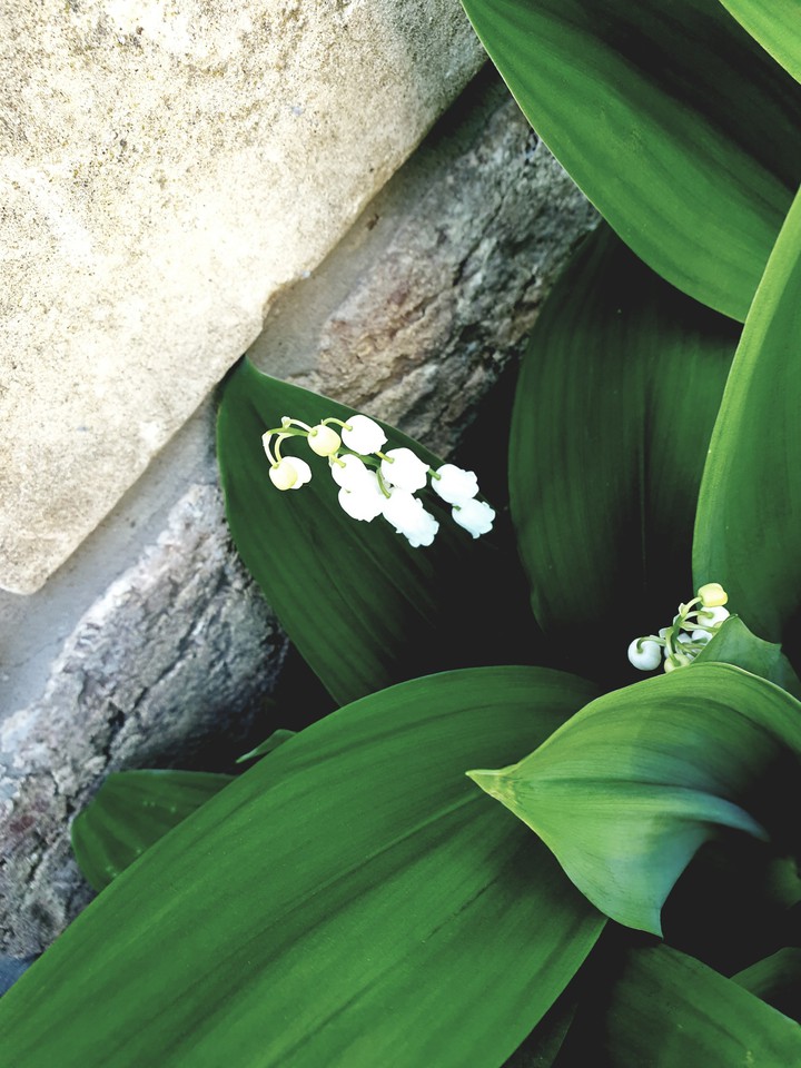 white flower