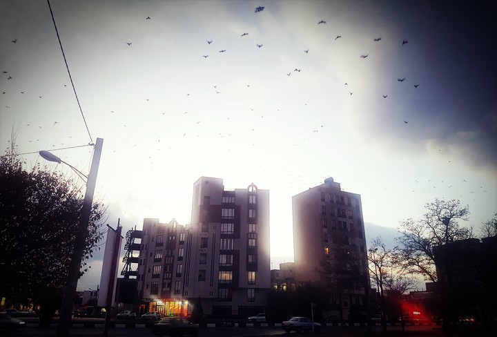 arak of iran(the bird)