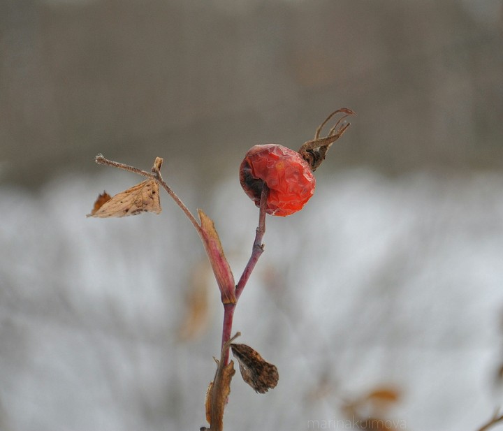Rosehip