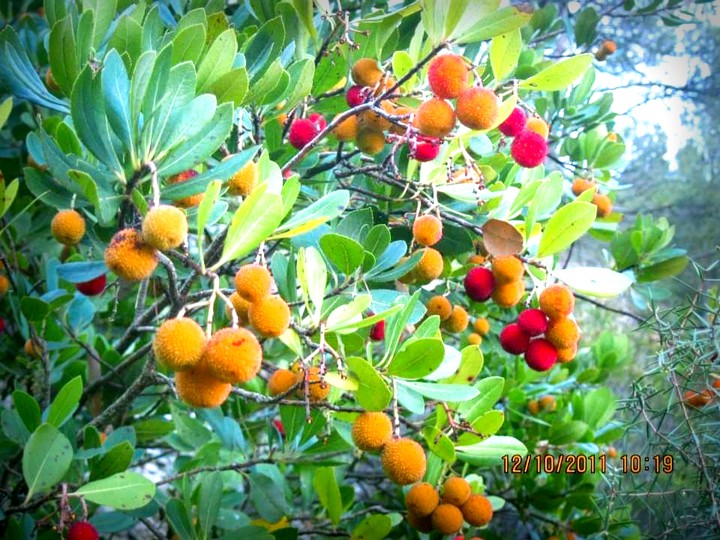 #Arbutus Unedo/ Madroño