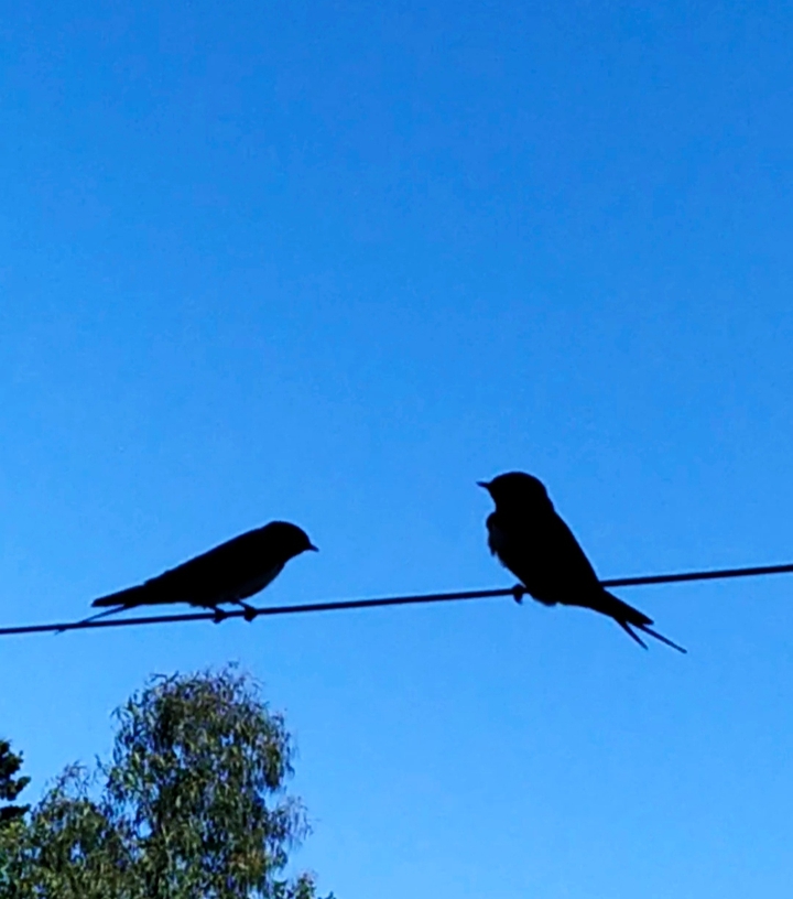 swallows