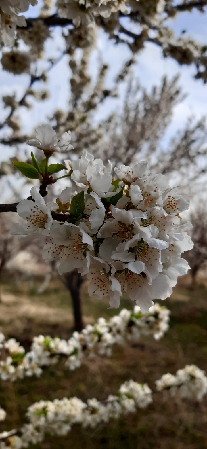 spring