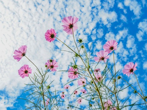 tapety blossom, petal
