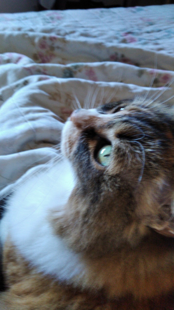 Gata c2