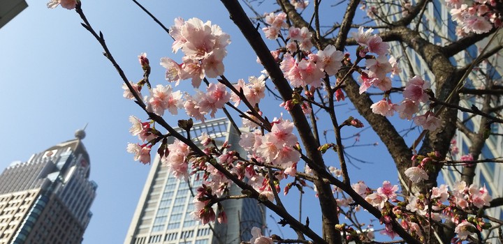 sakura  under the covid-19 pandemic
