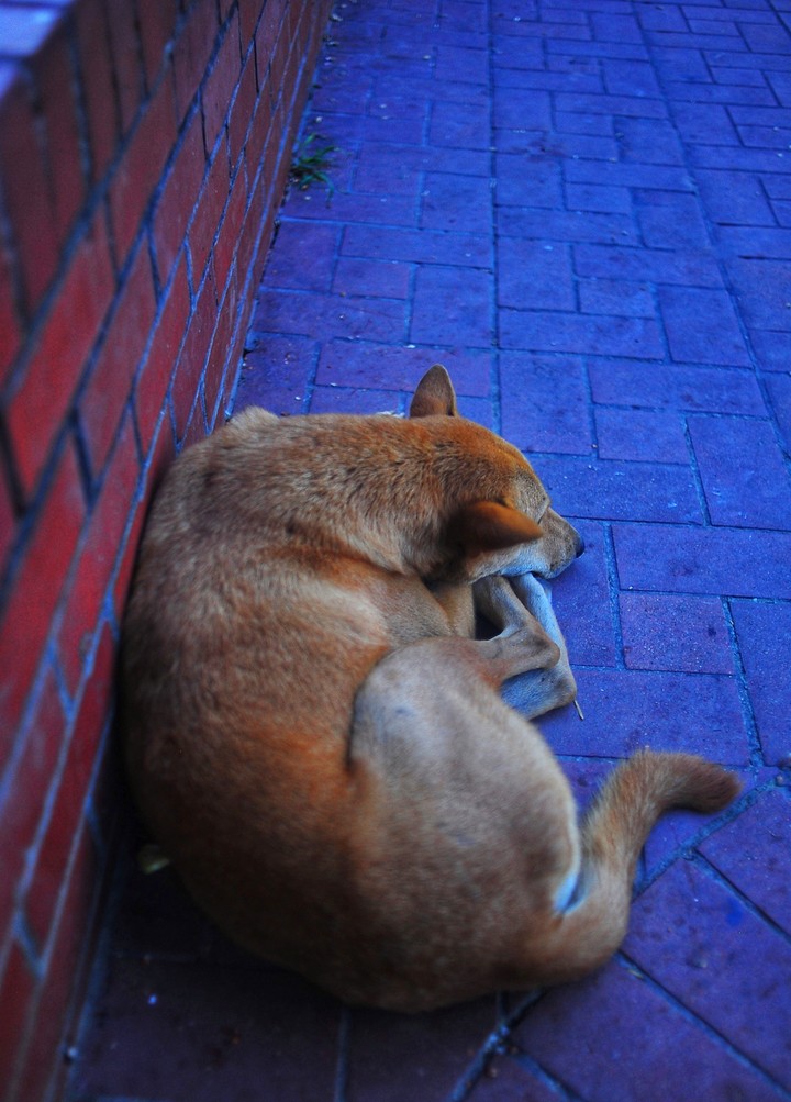 Nostalgic dog...
