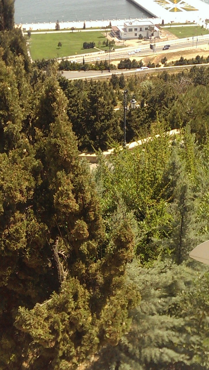 treee