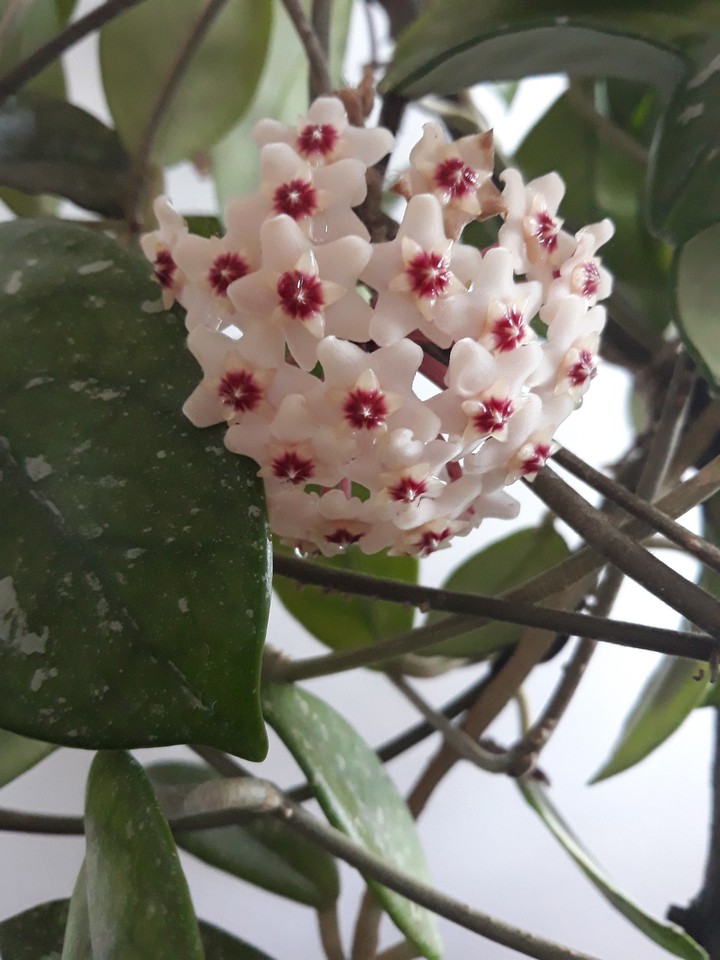 ice-flower
