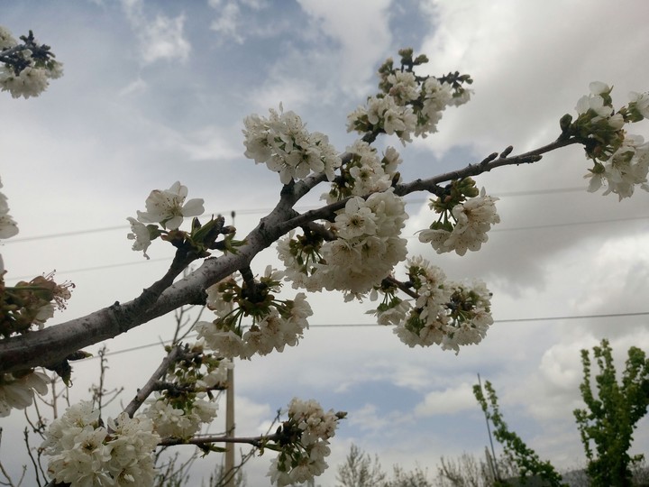 spring
