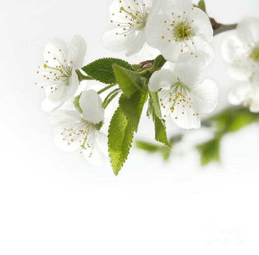cherry blossom