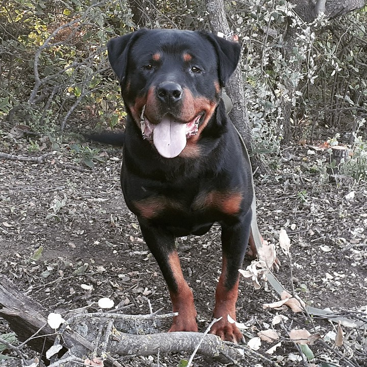 dog rottweiler