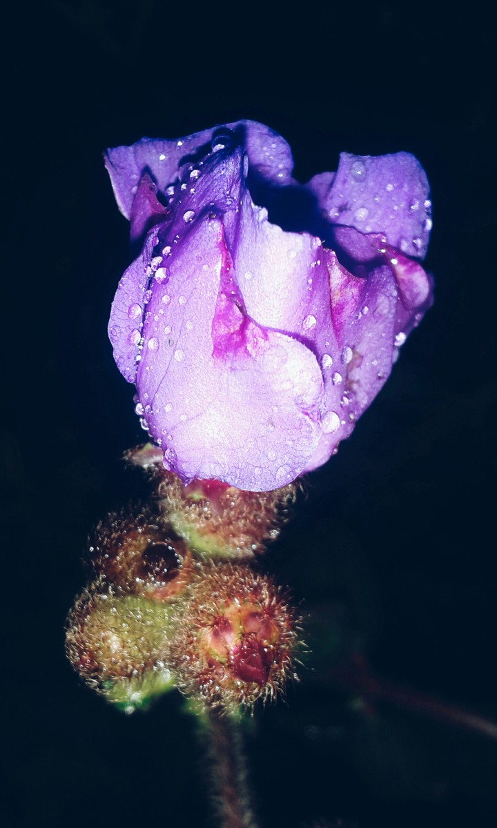 Wildbeauty