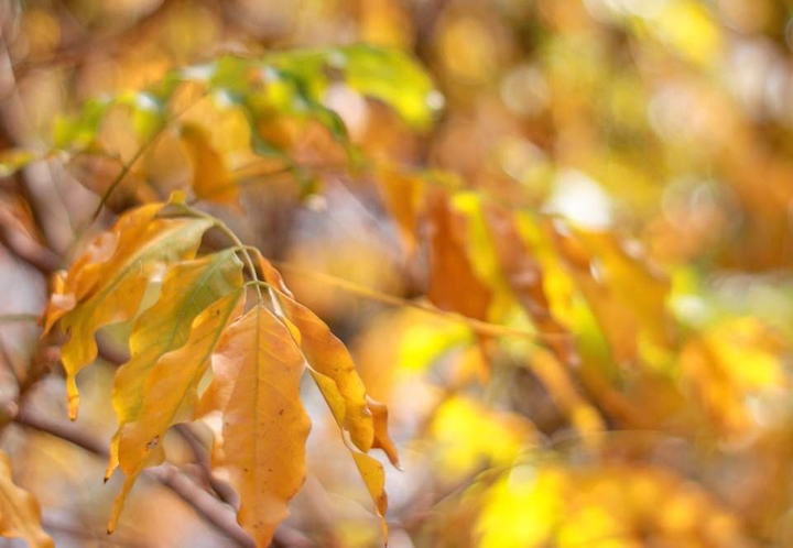 leaves ❤️❤️