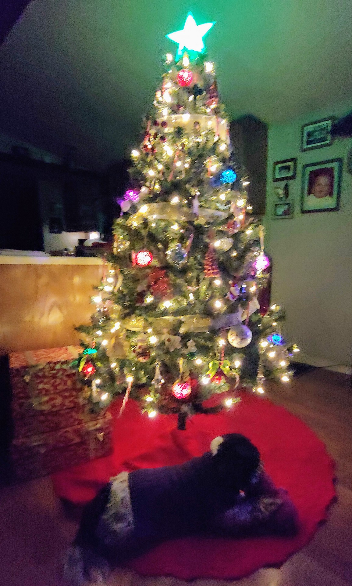 sweet Chase loving the Christmas tree