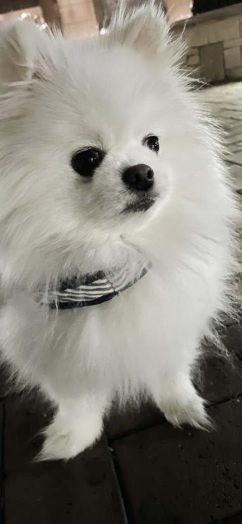тапети fur, snout
