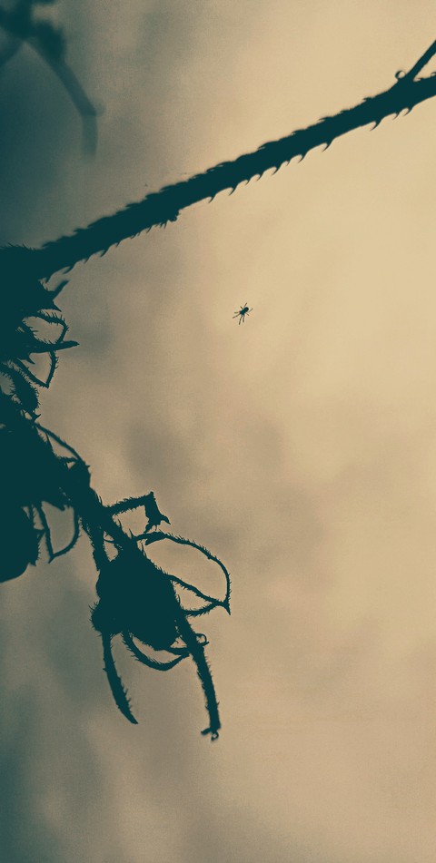 dry twigs