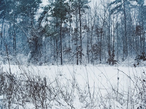 winterscape