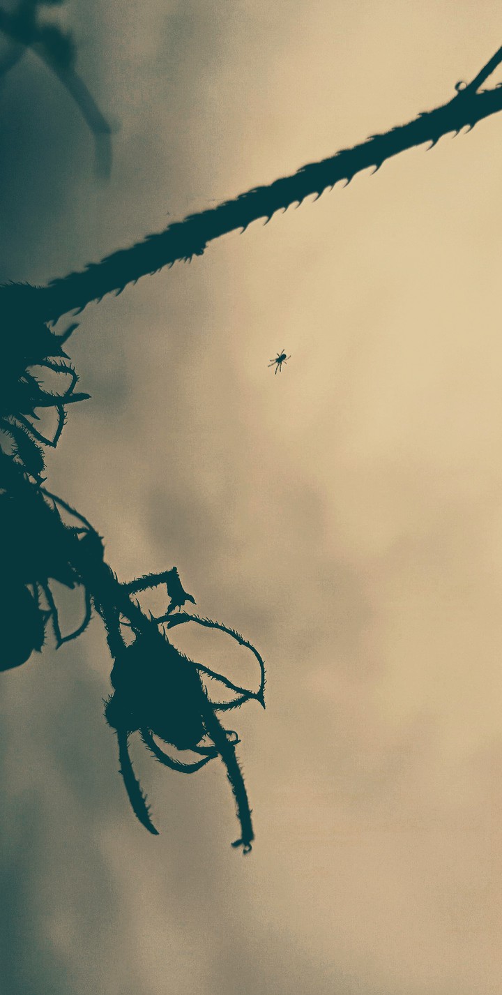dry twigs