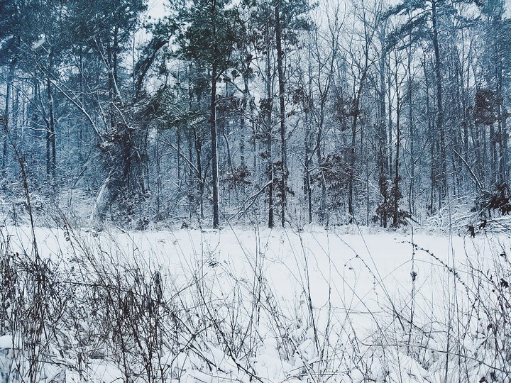 winterscape