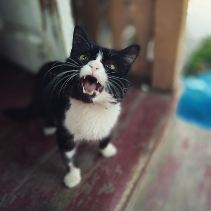 Кот