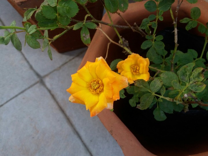 rose